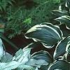 Pulmonaria longifolia 'Majeste', habit