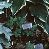 Pulmonaria longifolia 'Majeste', habit