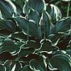 Pulmonaria longifolia 'Majeste', habit