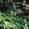 Symphytum grandiflorum, habit