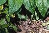 Symphytum grandiflorum, habit