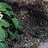 Symphytum grandiflorum, habit