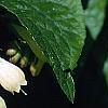 Symphytum grandiflorum, flowers