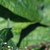 Symphytum grandiflorum, flowers