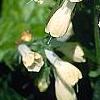 Symphytum grandiflorum, flowers