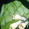 Symphytum grandiflorum, flowers