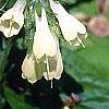 Symphytum grandiflorum, flowers