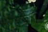 Symphytum grandiflorum, flowers