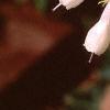 Symphytum grandiflorum 'Goldsmith', flowers