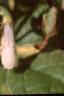 Symphytum grandiflorum 'Goldsmith', flowers