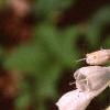 Symphytum grandiflorum 'Goldsmith', flowers