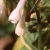 Symphytum grandiflorum 'Goldsmith', flowers