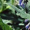 Symphytum 'Hidcote Blue', flowers