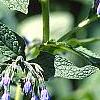 Symphytum 'Hidcote Blue', flowers