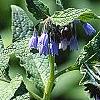 Symphytum 'Hidcote Blue', flowers