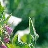 Symphytum officinale, flowers