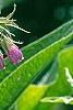 Symphytum officinale, flowers