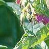 Symphytum officinale, flowers