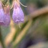 Symphytum x uplandicum 'Variegatum', flowers