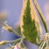 Symphytum x uplandicum 'Variegatum', flowers