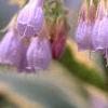 Symphytum x uplandicum 'Variegatum', flowers