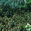 Alliaria petiolata, habit
