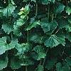 Alliaria petiolata, habit