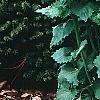 Alliaria petiolata, habit