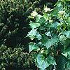Alliaria petiolata, habit