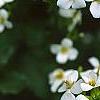 Alliaria petiolata, flowers