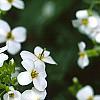 Alliaria petiolata, flowers