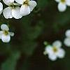 Alliaria petiolata, flowers
