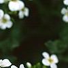 Alliaria petiolata, flowers