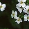 Alliaria petiolata, flowers