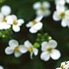Alliaria petiolata, flowers
