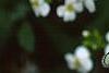 Alliaria petiolata, flowers