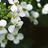 Alliaria petiolata, flowers