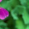 Arabis x arendsii 'Compinkie', flowers