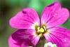 Arabis x arendsii 'Compinkie', flowers