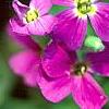 Arabis x arendsii 'Compinkie', flowers