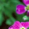 Arabis x arendsii 'Compinkie', flowers