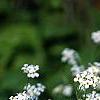 Arabis caucasica 'Snow cap', habit