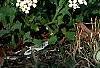 Arabis caucasica 'Snow cap', habit