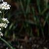 Arabis caucasica 'Snow cap', habit