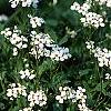 Arabis caucasica 'Snow cap', habit