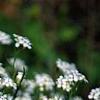 Arabis caucasica 'Snow cap', habit