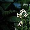 Arabis caucasica 'Snow cap', habit