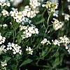Arabis caucasica 'Snow cap', habit