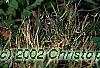 Arabis caucasica 'Snow cap', habit