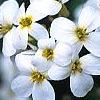 Arabis caucasica 'Snow cap', flowers